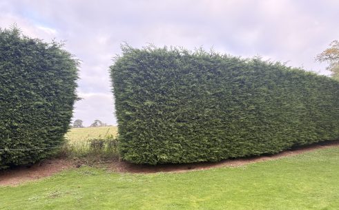 Hedge