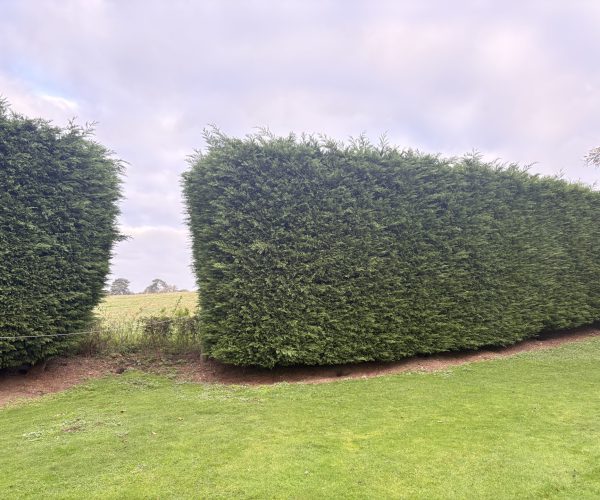 Hedge