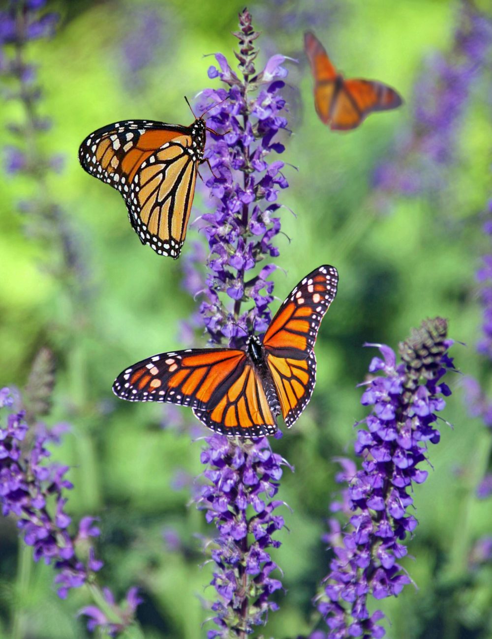 Monarch butterflies perched on purple lavender blooms on a sunny day.